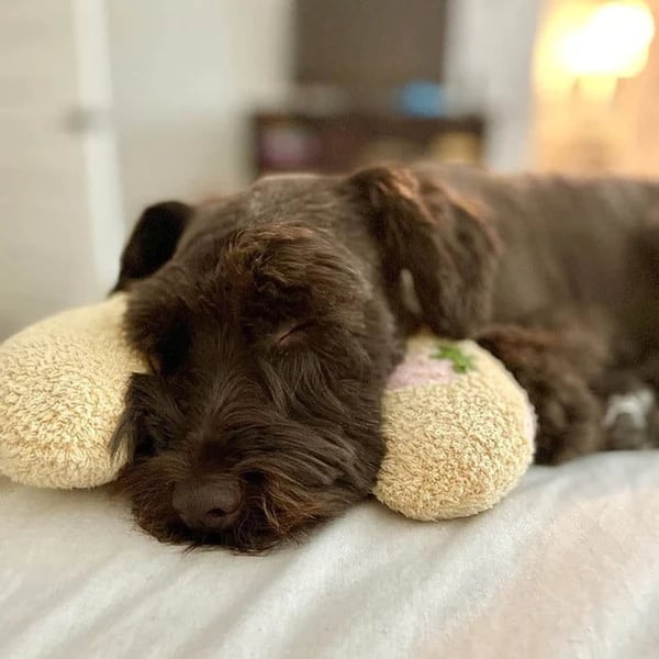 Galaxyfaze™ - Calming Pet Pillow