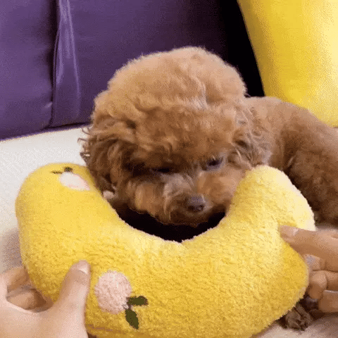 Galaxyfaze™ - Calming Pet Pillow